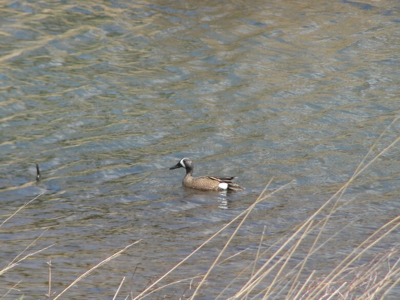 A brown duck swims in water.