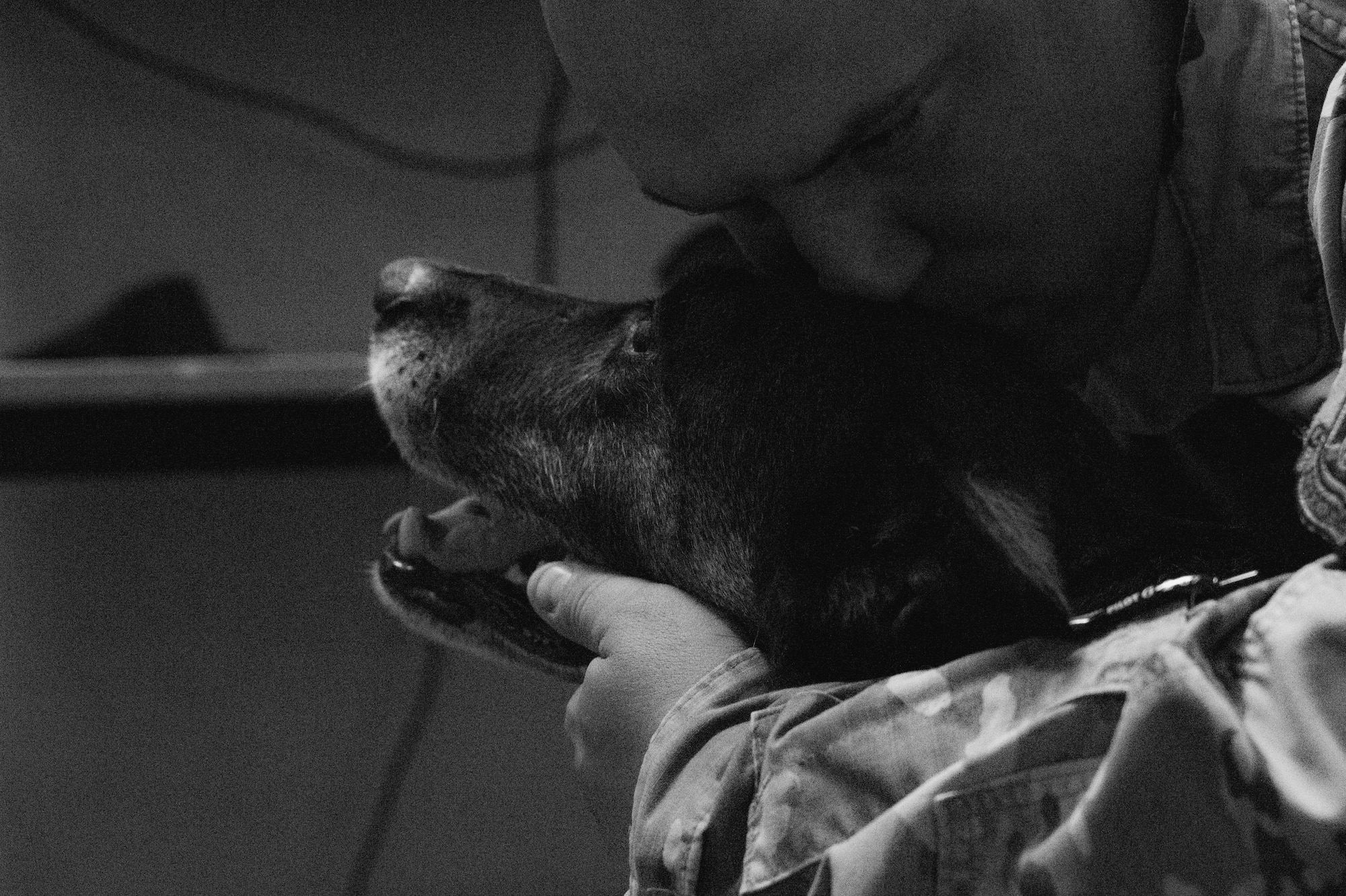 A military working dog handler hugs retired military working dog Hugo.