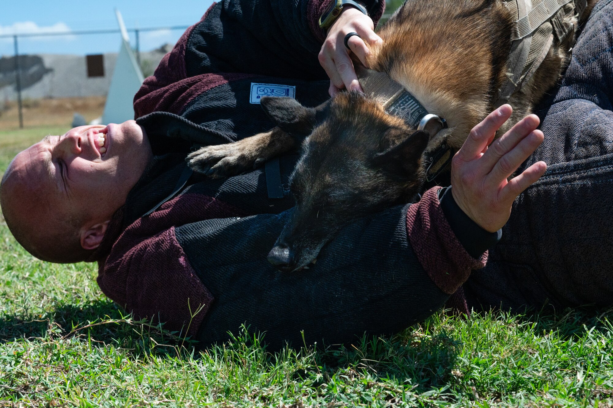Military working dog trains with handler.