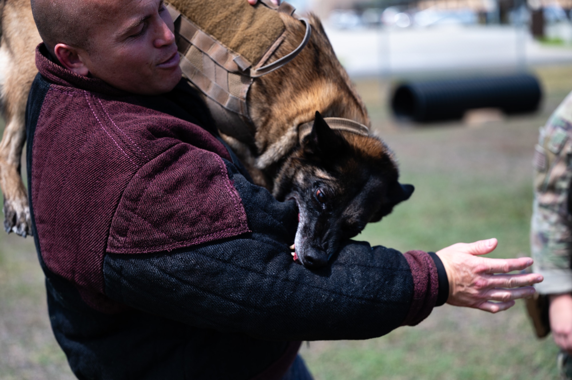 Military working dog trains with a handler.