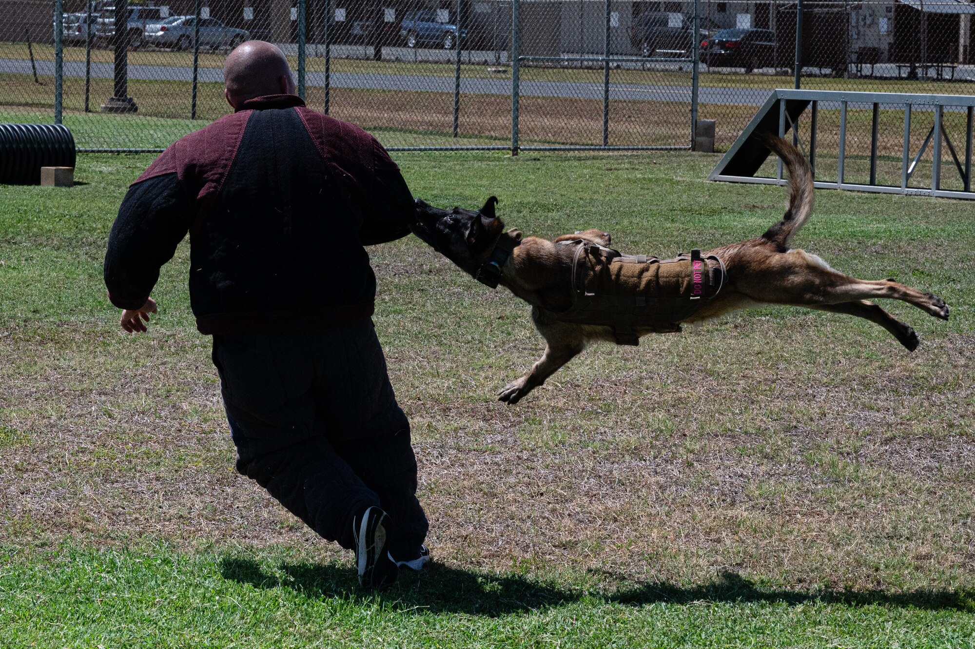 A Military Working Dog trains with a handler.