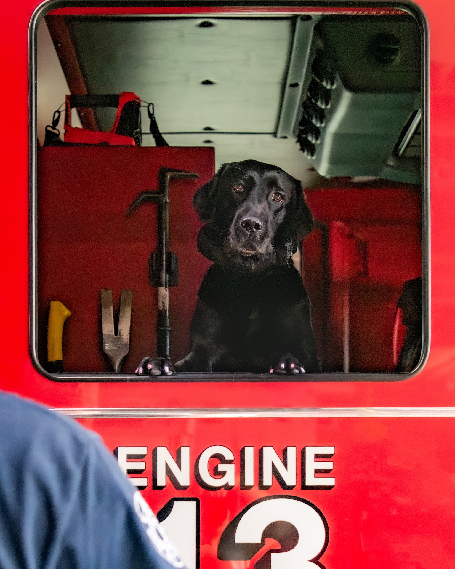 Dog with firefighters