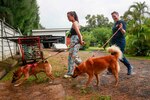 Sailors from USS Michael Murphy (DDG 112) walk dogs at the Soi Dog Foundation during a port visit to Phuket, Thailand.