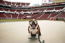 U.S. Marine Corps Lance Cpl. Bruno, the Marine Corps Recruit Depot San Diego, Western Recruiting Region mascot poses for a photo before the San Francisco 49ers Salute to Service game vs. the Seattle Seahawks at Levi’s Stadium Santa Clara, California. Nov. 17, 2024. Bruno attended the Salute to Service game to help honor the nation's service members, veterans and their families. (U.S. Marine Corps photo by Cpl. Sarah M. Grawcock)