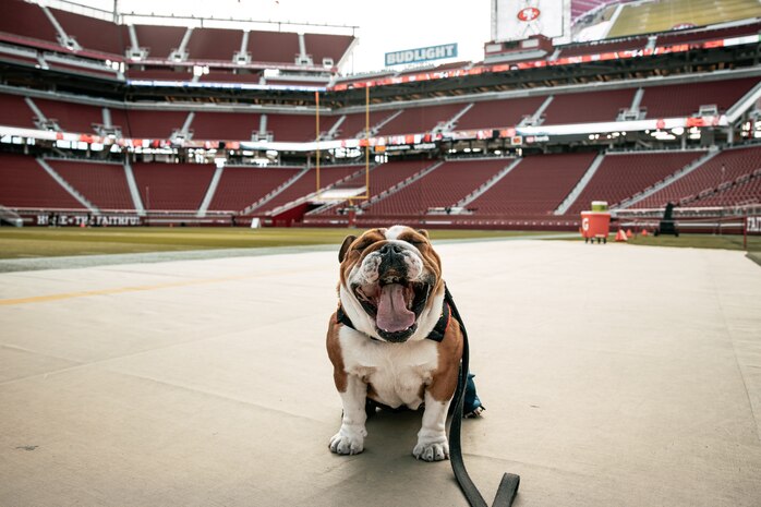 U.S. Marine Corps Lance Cpl. Bruno, the Marine Corps Recruit Depot San Diego, Western Recruiting Region mascot poses for a photo before the San Francisco 49ers Salute to Service game vs. the Seattle Seahawks at Levi’s Stadium Santa Clara, California. Nov. 17, 2024. Bruno attended the Salute to Service game to help honor the nation's service members, veterans and their families. (U.S. Marine Corps photo by Cpl. Sarah M. Grawcock)