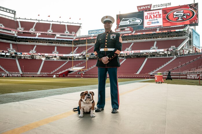 U.S. Marine Corps Master Gunnery Sgt. Thomas Wallace, with Recruiting Station San Francisco, 12th Marine Corps District, poses for a photo with Lance Cpl. Bruno, the Marine Corps Recruit Depot San Diego, Western Recruiting Region mascot, before the San Francisco 49ers Salute to Service game vs. the Seattle Seahawks at Levi’s Stadium Santa Clara, California. Nov. 17, 2024. Bruno attended the Salute to Service game to help honor the nation's service members, veterans and their families. (U.S. Marine Corps photo by Cpl. Sarah M. Grawcock)