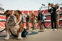 U.S. Marine Corps Lance Cpl. Bruno, the  Marine Corps Recruit Depot San Diego, Western Recruiting Region mascot, poses for a photo in front of Marine Band San Diego while they rehearse before the San Francisco 49ers Salute to Service game vs. the Seattle Seahawks at Levi’s Stadium Santa Clara, California. Nov. 17, 2024. Bruno attended the Salute to Service game to help honor the nation's service members, veterans and their families. (U.S. Marine Corps photo by Cpl. Sarah M. Grawcock)