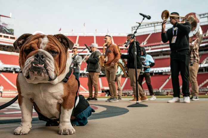 U.S. Marine Corps Lance Cpl. Bruno, the  Marine Corps Recruit Depot San Diego, Western Recruiting Region mascot, poses for a photo in front of Marine Band San Diego while they rehearse before the San Francisco 49ers Salute to Service game vs. the Seattle Seahawks at Levi’s Stadium Santa Clara, California. Nov. 17, 2024. Bruno attended the Salute to Service game to help honor the nation's service members, veterans and their families. (U.S. Marine Corps photo by Cpl. Sarah M. Grawcock)
