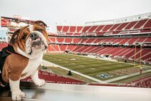 U.S. Marine Corps Lance Cpl. Bruno, the  Marine Corps Recruit Depot San Diego, Western Recruiting Region mascot, poses for a photo before the San Francisco 49ers Salute to Service game vs. the Seattle Seahawks at Levi’s Stadium Santa Clara, California. Nov. 17, 2024. Bruno attended the Salute to Service game to help honor the nation's service members, veterans and their families. (U.S. Marine Corps photo by Cpl. Sarah M. Grawcock)