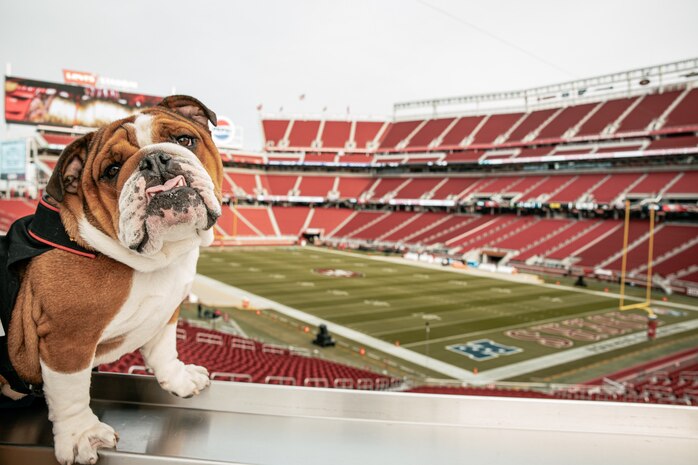 U.S. Marine Corps Lance Cpl. Bruno, the  Marine Corps Recruit Depot San Diego, Western Recruiting Region mascot, poses for a photo before the San Francisco 49ers Salute to Service game vs. the Seattle Seahawks at Levi’s Stadium Santa Clara, California. Nov. 17, 2024. Bruno attended the Salute to Service game to help honor the nation's service members, veterans and their families. (U.S. Marine Corps photo by Cpl. Sarah M. Grawcock)