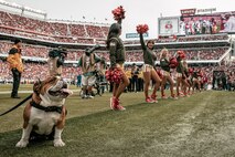 U.S. Marine Corps Lance Cpl. Bruno, the  Marine Corps Recruit Depot San Diego, Western Recruiting Region mascot, poses for a photo during the San Francisco 49ers Salute to Service game vs. the Seattle Seahawks at Levi’s Stadium Santa Clara, California. Nov. 17, 2024. Bruno attended the Salute to Service game to help honor the nation's service members, veterans and their families. (U.S. Marine Corps photo by Cpl. Sarah M. Grawcock)