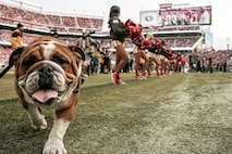 U.S. Marine Corps Lance Cpl. Bruno, the Marine Corps Recruit Depot San Diego, Western Recruiting Region mascot, poses for a photo during the San Francisco 49ers Salute to Service game vs. the Seattle Seahawks at Levi’s Stadium Santa Clara, California. Nov. 17, 2024. Bruno attended the Salute to Service game to help honor the nation's service members, veterans and their families. (U.S. Marine Corps photo by Cpl. Sarah M. Grawcock)