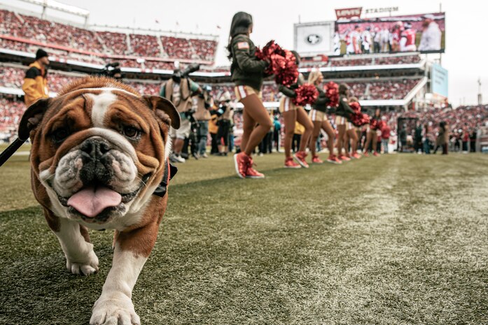 U.S. Marine Corps Lance Cpl. Bruno, the Marine Corps Recruit Depot San Diego, Western Recruiting Region mascot, poses for a photo during the San Francisco 49ers Salute to Service game vs. the Seattle Seahawks at Levi’s Stadium Santa Clara, California. Nov. 17, 2024. Bruno attended the Salute to Service game to help honor the nation's service members, veterans and their families. (U.S. Marine Corps photo by Cpl. Sarah M. Grawcock)