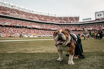 U.S. Marine Corps Lance Cpl. Bruno, the Marine Corps Recruit Depot San Diego, Western Recruiting Region mascot, poses for a photo during the San Francisco 49ers Salute to Service game vs. the Seattle Seahawks at Levi’s Stadium Santa Clara, California. Nov. 17, 2024. Bruno attended the Salute to Service game to help honor the nation's service members, veterans and their families. (U.S. Marine Corps photo by Cpl. Sarah M. Grawcock)