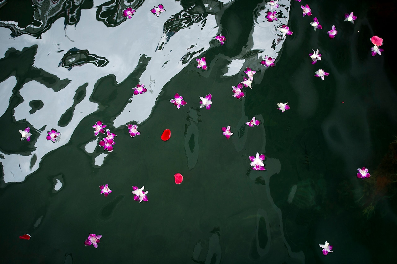 Pink and purple and white float in dark water.