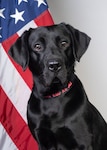 Electronic Storage Detection Special Agent K9 Jill, assigned to NCIS, poses for a professional headshot onboard NCISHQ.