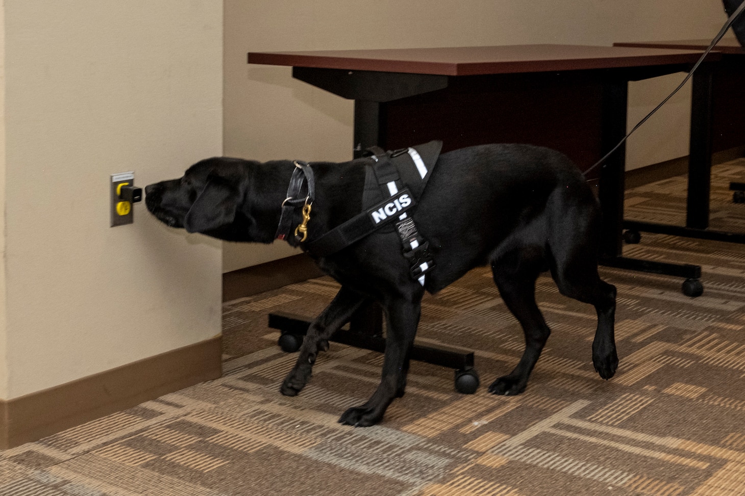 K9 Special Agent Jill, in a display of her ability to detect the odor of triphenylphosphine oxide, a chemical compound used to coat electronic devices.