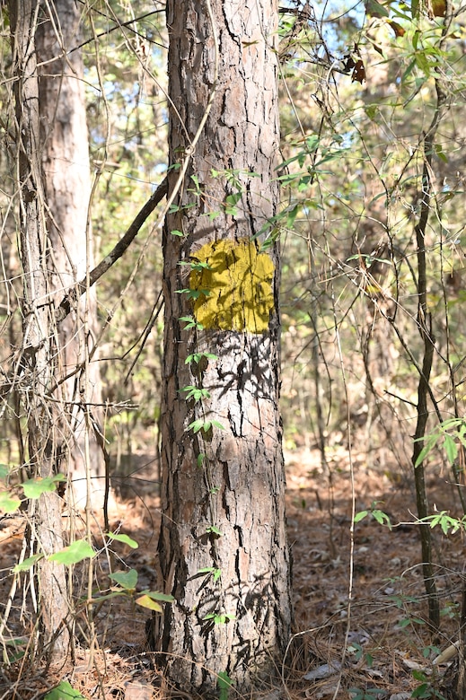 Timber Management for Habitat Management, forestry support photo