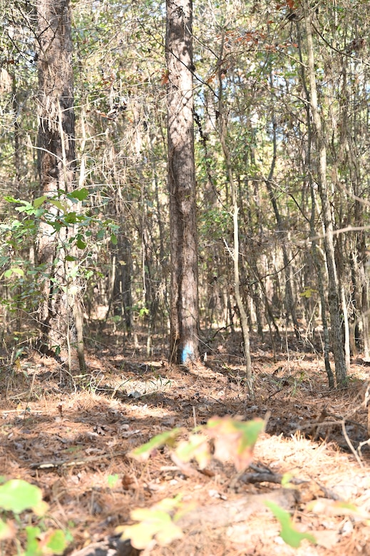 Timber Management for Habitat Management, forestry support photo