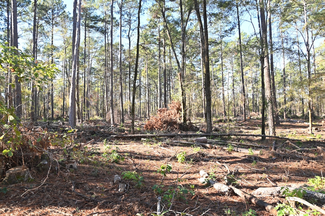 Timber Management for Habitat Management, forestry support photo