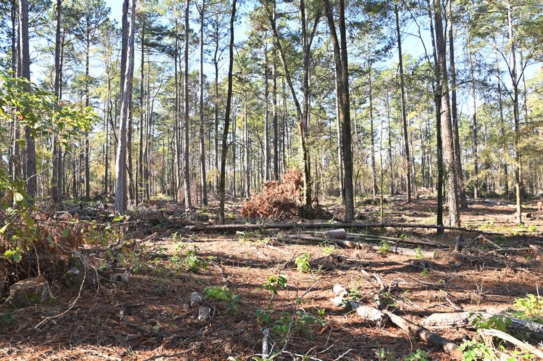 Timber Management for Habitat Management, forestry support photo