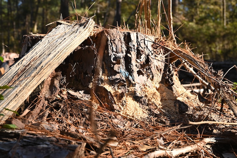 Timber Management for Habitat Management, forestry support photo