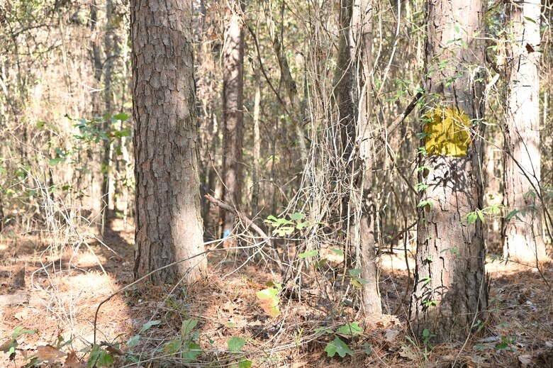 Timber Management for Habitat Management, forestry support photo