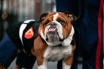 U.S. Marine Corps Lance Cpl. Bruno, the Marine Corps Recruit Depot San Diego, Western Recruiting Region mascot, waits to performs at the San Francisco 49ers Salute to Service game vs. the Seattle Seahawks at Levi’s Stadium Santa Clara, California. Nov. 17, 2024. Marine Band San Diego participated in the Salute to Service game to help honor the nation's service members, veterans and their families. (U.S. Marine Corps photo by Capt. Austin Gallegos)
