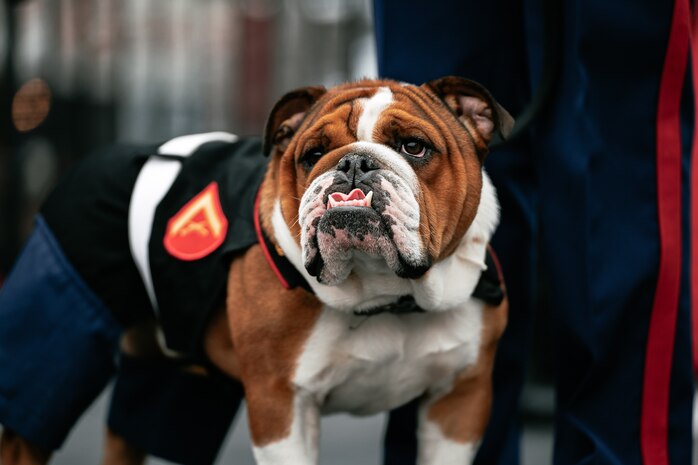U.S. Marine Corps Lance Cpl. Bruno, the Marine Corps Recruit Depot San Diego, Western Recruiting Region mascot, waits to performs at the San Francisco 49ers Salute to Service game vs. the Seattle Seahawks at Levi’s Stadium Santa Clara, California. Nov. 17, 2024. Marine Band San Diego participated in the Salute to Service game to help honor the nation's service members, veterans and their families. (U.S. Marine Corps photo by Capt. Austin Gallegos)