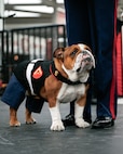 U.S. Marine Corps Lance Cpl. Bruno, the Marine Corps Recruit Depot San Diego, Western Recruiting Region mascot, waits to performs at the San Francisco 49ers Salute to Service game vs. the Seattle Seahawks at Levi’s Stadium Santa Clara, California. Nov. 17, 2024. Marine Band San Diego participated in the Salute to Service game to help honor the nation's service members, veterans and their families. (U.S. Marine Corps photo by Capt. Austin Gallegos)