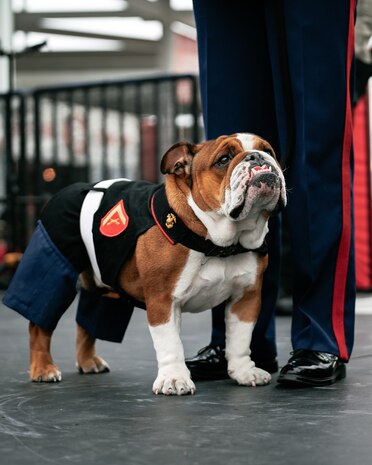 U.S. Marine Corps Lance Cpl. Bruno, the Marine Corps Recruit Depot San Diego, Western Recruiting Region mascot, waits to performs at the San Francisco 49ers Salute to Service game vs. the Seattle Seahawks at Levi’s Stadium Santa Clara, California. Nov. 17, 2024. Marine Band San Diego participated in the Salute to Service game to help honor the nation's service members, veterans and their families. (U.S. Marine Corps photo by Capt. Austin Gallegos)