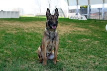 Portrait of a military working dog.