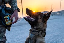 Portrait of a military working dog.