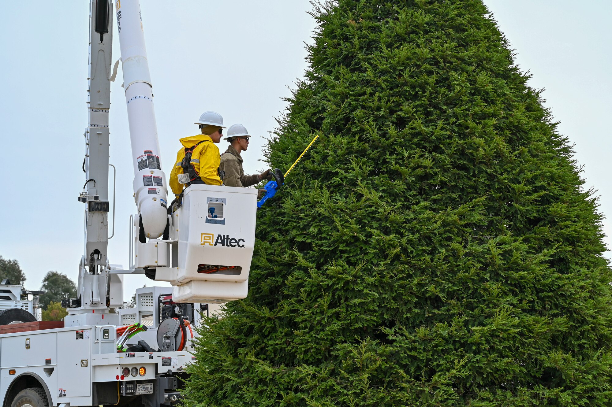 U.S. Air Force Senior Airman Timofei Sennikov and Airman Elijah Perry, 9th Civil Engineer Squadron electrical systems journeymen, work out of a bucket truck to prepare a large tree for holiday decorations on Beale Air Force Base, California, Nov. 18, 2024