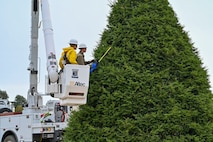 U.S. Air Force Senior Airman Timofei Sennikov and Airman Elijah Perry, 9th Civil Engineer Squadron electrical systems journeymen, work out of a bucket truck to prepare a large tree for holiday decorations on Beale Air Force Base, California, Nov. 18, 2024