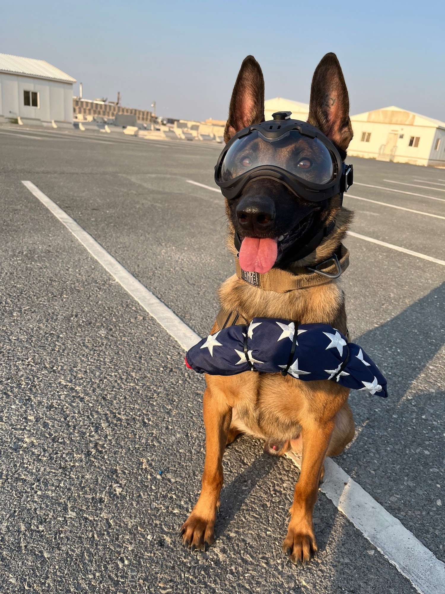 portrait of military working dog