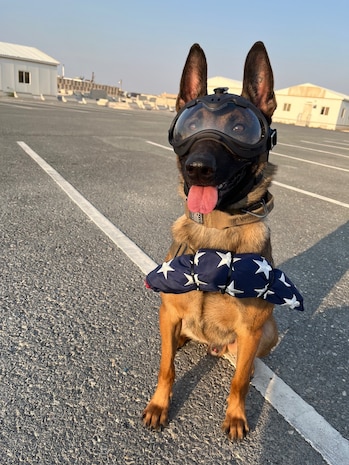 portrait of military working dog