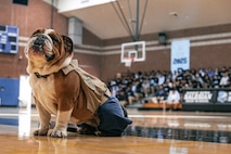 U.S. Marine Corps Lance Cpl. Bruno, the Marine Corps Recruit Depot San Diego and Western Recruiting Region mascot, poses for a photo at Salesian High School in Los Angeles, California, Nov. 20, 2024. The Marine Band San Diego’s job is to provide ceremonial music, boost morale and participate in outreach work and attend events and ceremonies. (U.S. Marine Corps photo by Cpl. Sarah M. Grawcock)
