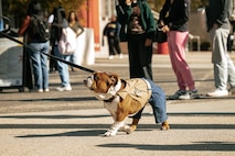 U.S. Marine Corps Lance Cpl. Bruno, the Marine Corps Recruit Depot San Diego and Western Recruiting Region mascot, walks around California State University, Northridge, California, Nov. 20, 2024. The Marine Band San Diego’s job is to provide ceremonial music, boost morale and participate in outreach work and attend events and ceremonies. (U.S. Marine Corps photo by Cpl. Sarah M. Grawcock)