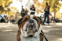 U.S. Marine Corps Lance Cpl. Bruno, the Marine Corps Recruit Depot San Diego and Western Recruiting Region mascot, poses for a photo in front of Marine Band San Diego while they perform at California State University, Northridge, California, Nov. 20, 2024. The Marine Band San Diego’s job is to provide ceremonial music, boost morale and participate in outreach work and attend events and ceremonies. (U.S. Marine Corps photo by Cpl. Sarah M. Grawcock)