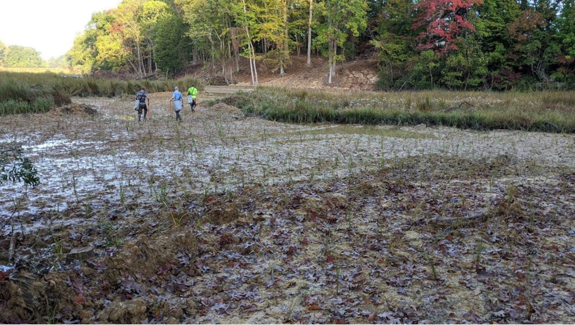 Cordgrass sprigs are planted