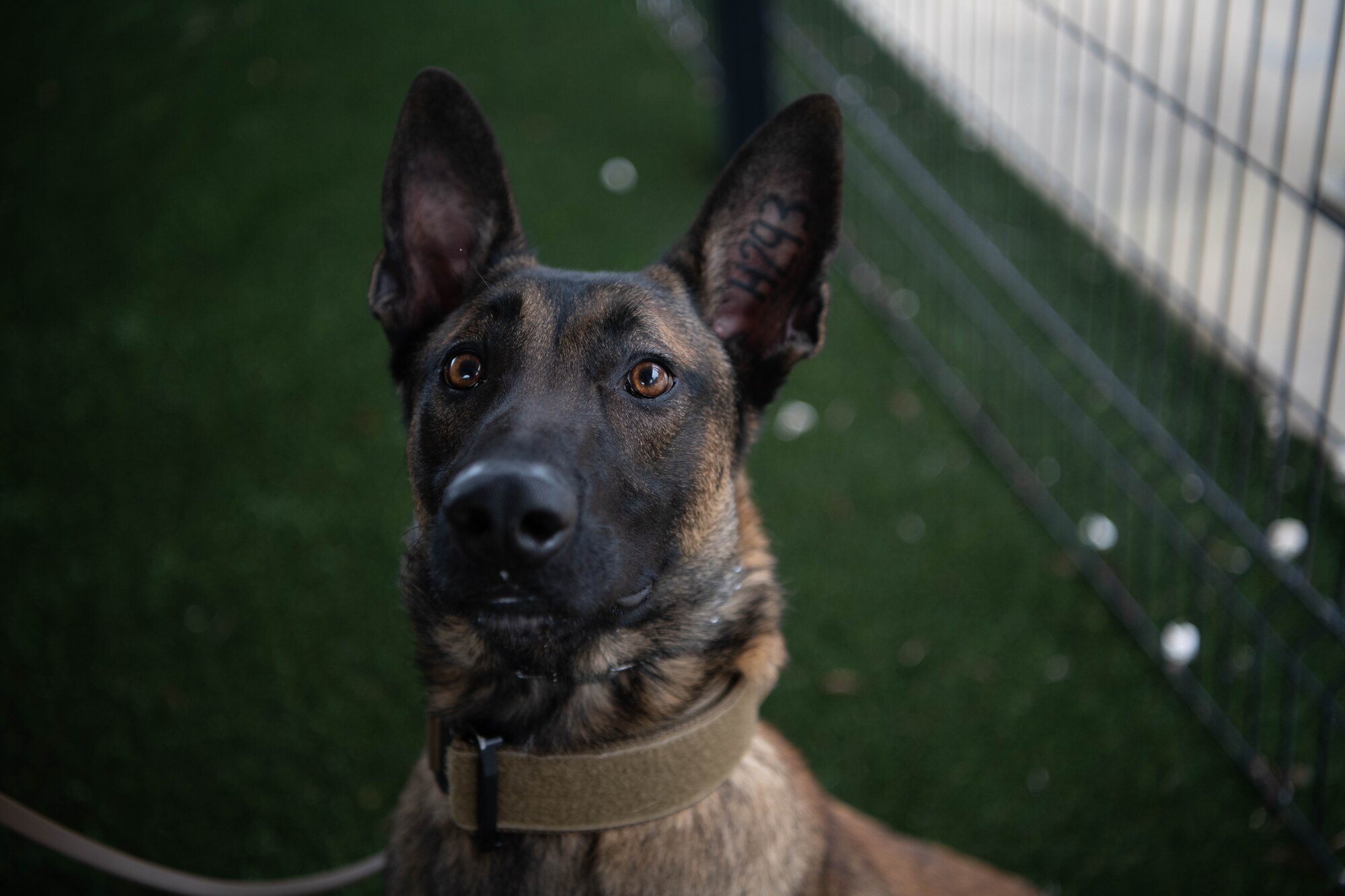 A military working dog poses for a photo