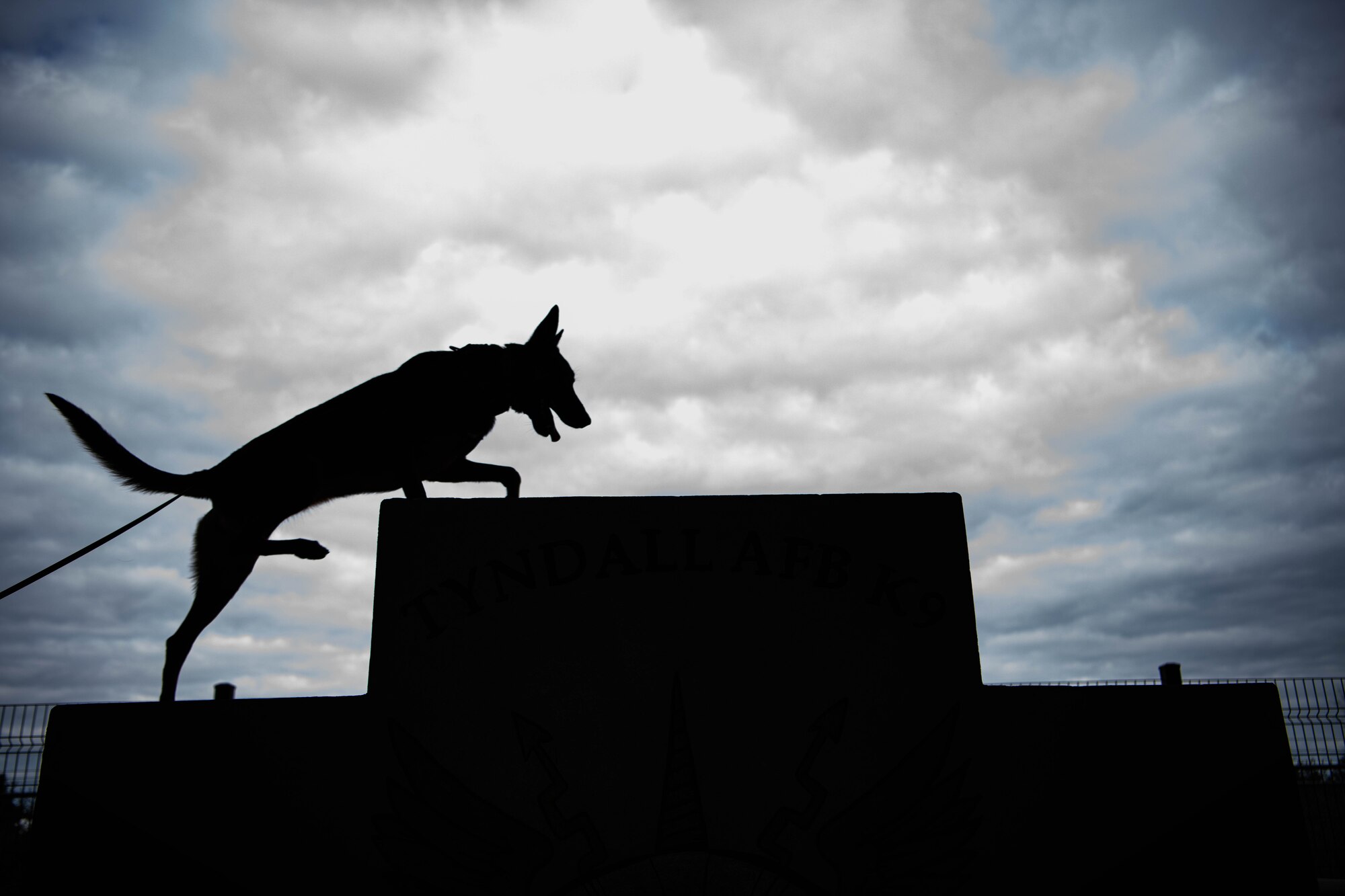 A military working dog runs up stairs