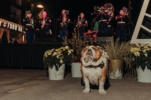 U.S. Marine Corps Lance Cpl. Bruno, the Marine Corps Recruit Depot San Diego and Western Recruiting Region mascot, poses for a photo in front of Marine Band San Diego while they perform at a Little Italy Tree Lighting and Christmas Village, San Diego, California, Dec. 7, 2024. The mascot’s and Marine Band San Diego’s job is to boost morale, participate in outreach work and attend events and ceremonies. (U.S. Marine Corps photo by Lance Cpl. Janell B. Alvarez)