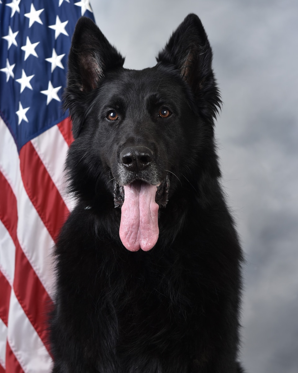A312 Zak, 87th Security Forces Squadron military working dog, poses for an official photo at Joint Base McGuire-Dix-Lakehurst, N.J., April 10, 2024. Zak retired after six years of service on November 26, 2024. (U.S. Air Force photo by Jewaun McElroy)
