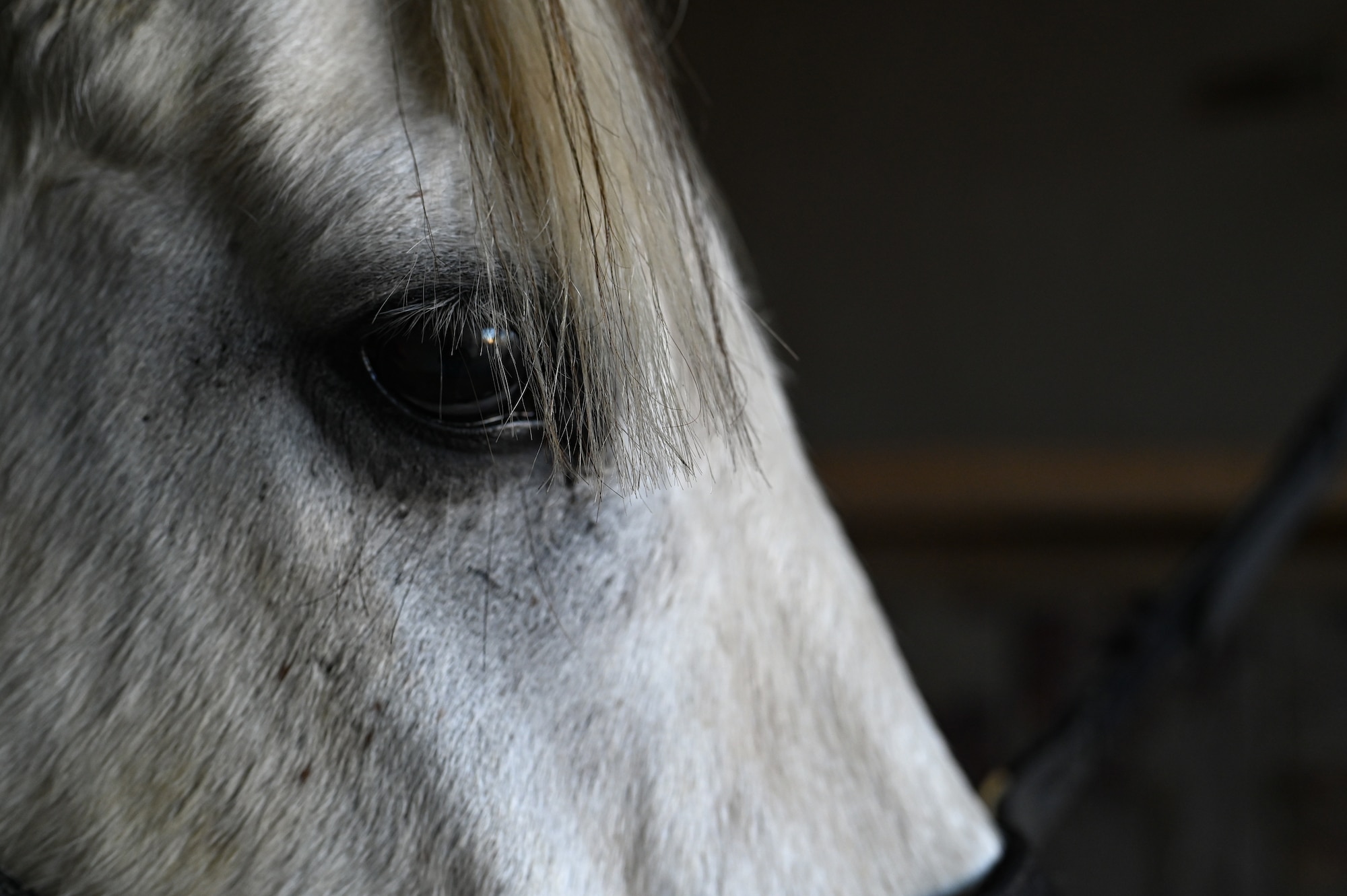 A horse looks out the door of a horse stable. (U.S. Air Force photo by Staff Sgt Dana Tourtellotte)