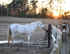 A child scratches the chin of a horse in a pasture. (U.S. Air Force photo by Staff Sgt Dana Tourtellotte)