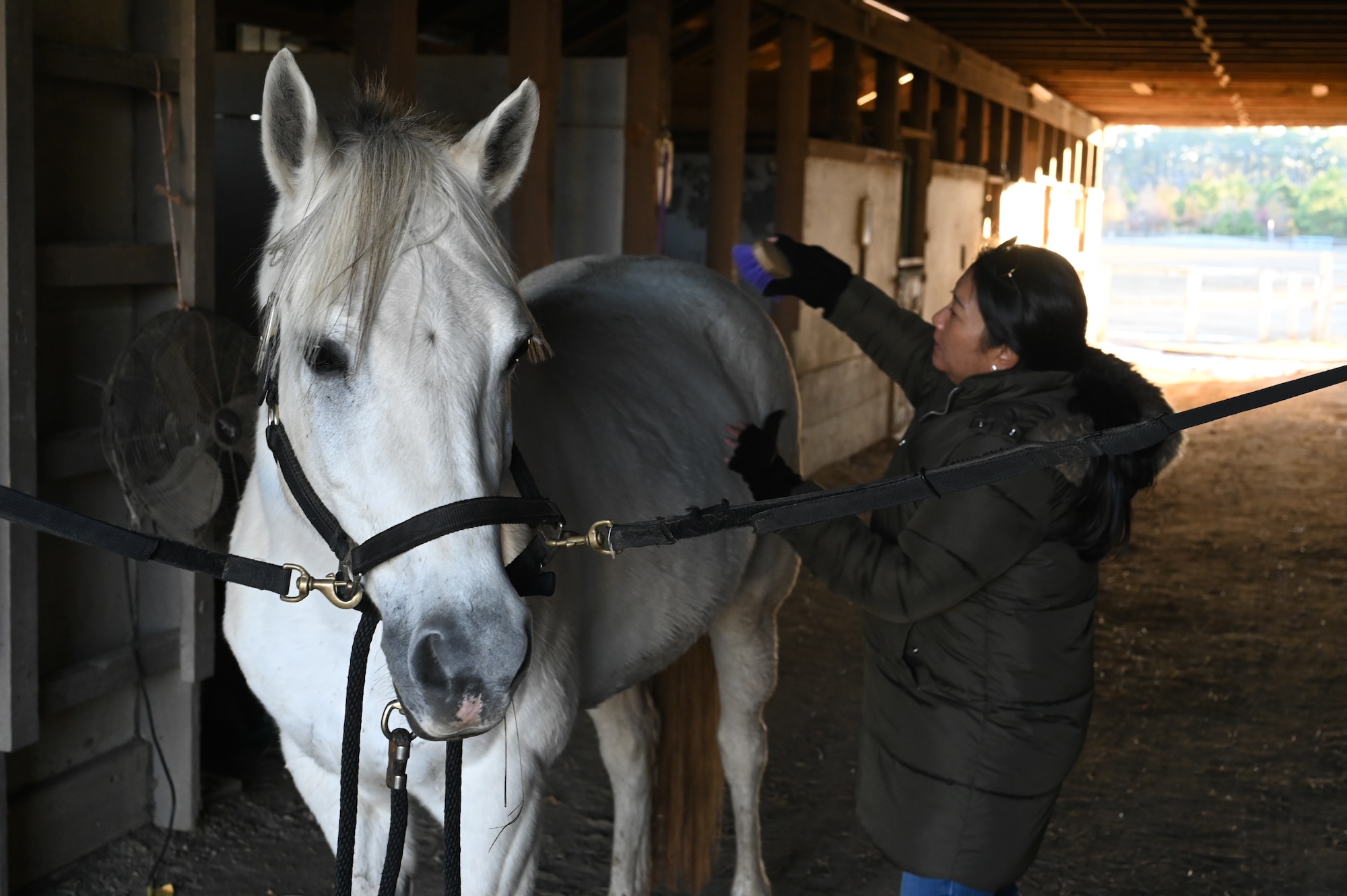 Woman grooms' horse in a horse stable. (U.S. Air Force photo by Staff Sgt Dana Tourtellotte)