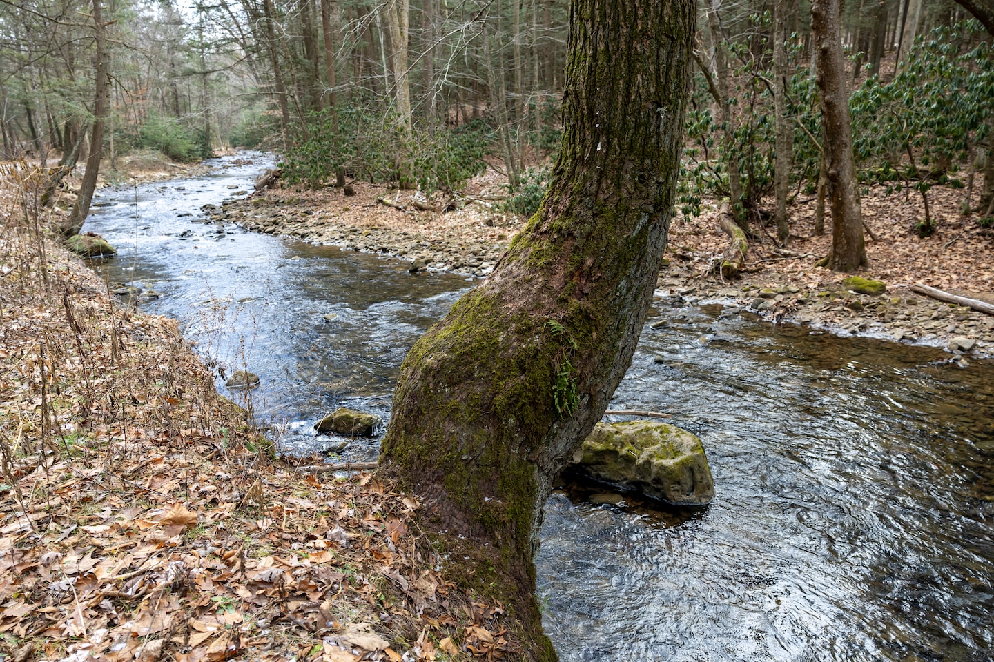 Park rangers at Youghiogheny River Lake discover two old-growth forests.