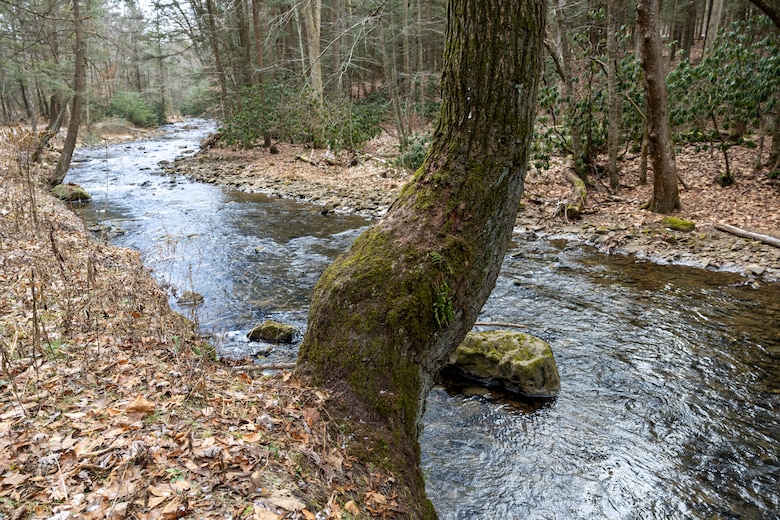 Park rangers at Youghiogheny River Lake discover two old-growth forests.